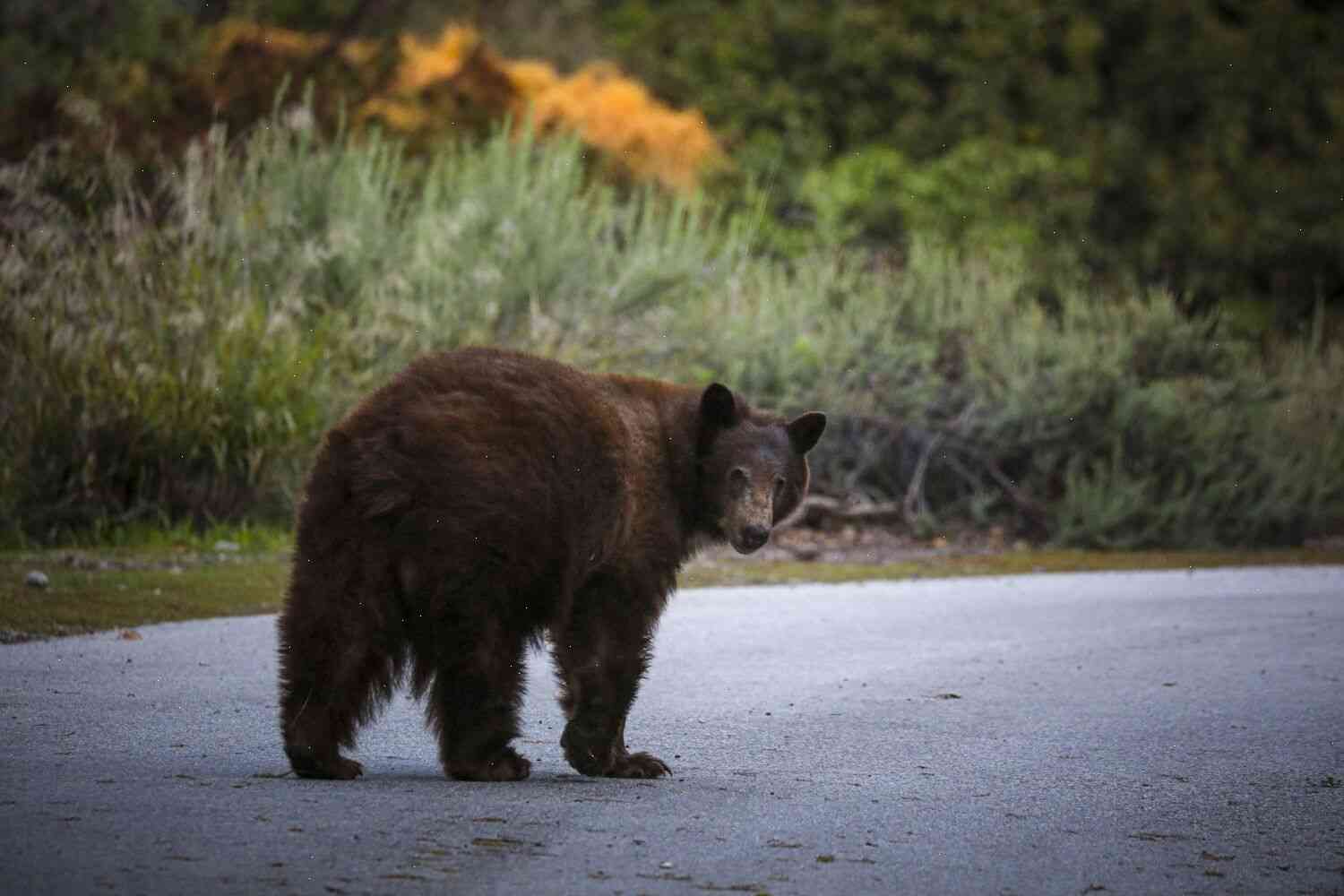 The Bear Breaks into a Tahoe Home